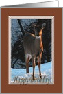 Deer in the snow, Happy Birthday card