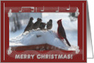 New Address, Merry Christmas, Cardinal Singing with the Sparrows card