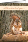 Father’s Day to Husband, Red Squirrel, Still nuts about you... card