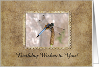 Dragonfly, Birthday,...