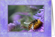 Bee on Purple England Asters, Blank Inside card