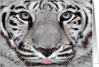 White Tiger, Birthday card