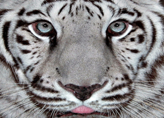 White Tiger,...