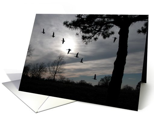 Flight at Sunset, blank card (175878)