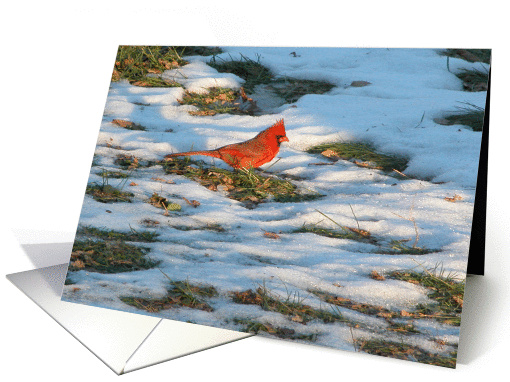 Redbird in the Snow! card (175934)