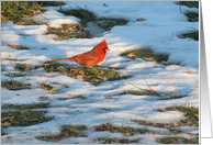 Redbird in the Snow! card