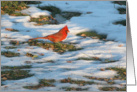 Redbird in the Snow! card