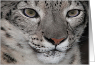 Snow Leopard