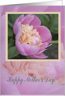 Pink Peony, Mother's...