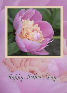 Pink Peony, Mother's...