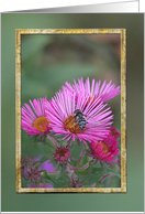 Busy bee on Pink English Aster Flowers card