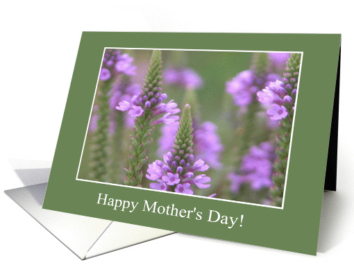 Field of purple, Mother's Day! card (182866)