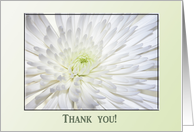 White Beauty Thank you! card