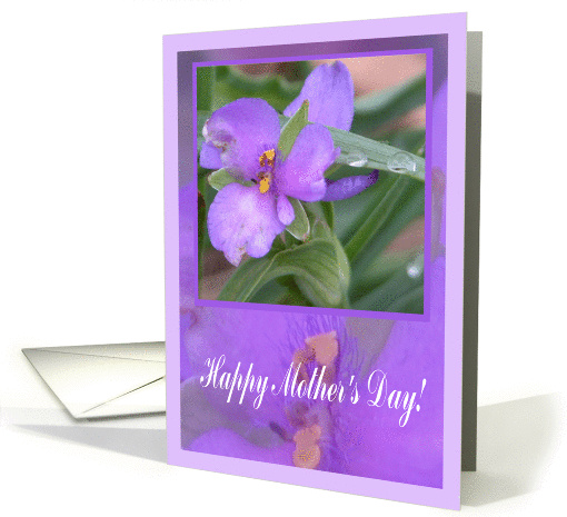 Blooming Spiderwort, Mother's Day card (184131)