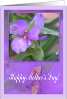 Blooming Spiderwort, Mother’s Day card