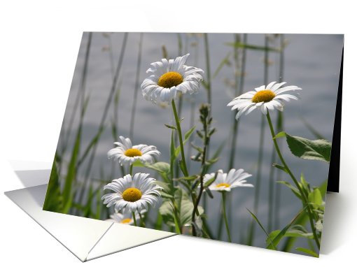 Wild Daisies!, Blank card (189907)
