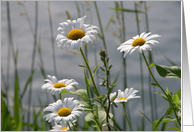 Wild Daisies!, Blank Card