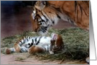 Playful Tiger!, blank card