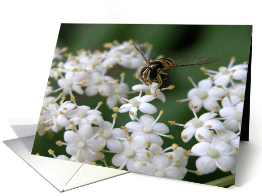 Dancing Bee!/ blank card (190259)