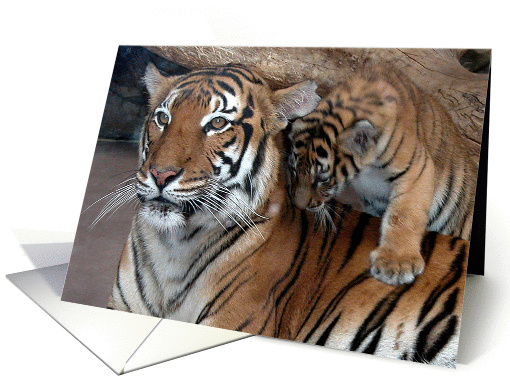Playful Tiger Cub with Mother card (190863)