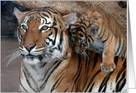 Playful Tiger Cub with Mother card