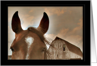 Face to Face, Happy Birthday, Horse card