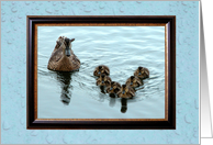 Duck Formation,...