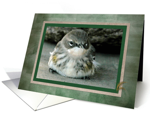 Sitting Bird, Father's day card (194961)