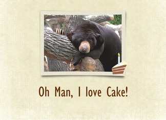 Black Bear, Birthday...