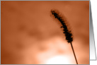 Wild Grass!/Birthday card