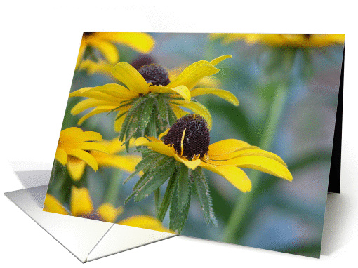 Black eyed Susans!, Birthday card (197710)