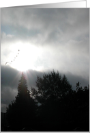 Above the Trees!/Birthday card