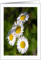 In the Sun Light!, Birthday Greetings card