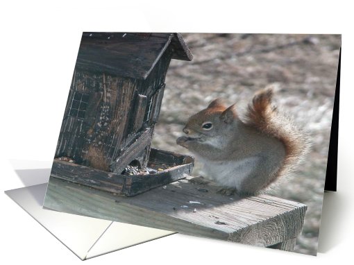 Red Squirrel!, Birthday card (199069)