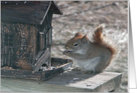 Red Squirrel!, Birthday card