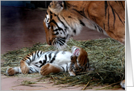 Silly Tiger Cub!, Birthday card