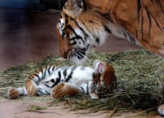Silly Tiger Cub!,...
