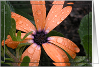 Dasiey in the Rain!/Birthday card