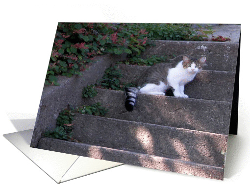 Kitty on the Steps!/Birthday card (199650)