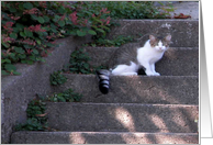 Kitty on the Steps!/Birthday card