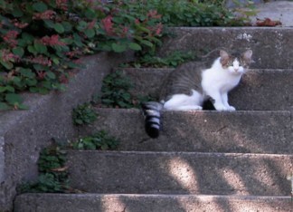 Kitty on the Steps!...