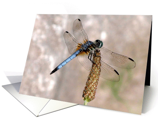 Dragonfly, Thank You! card (200214)
