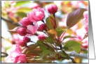 Peach Blooms!/ Thank You! card