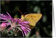 Thank You!/Yellow moth on pink english aster card