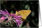 Thank You!/Yellow moth on pink english aster card