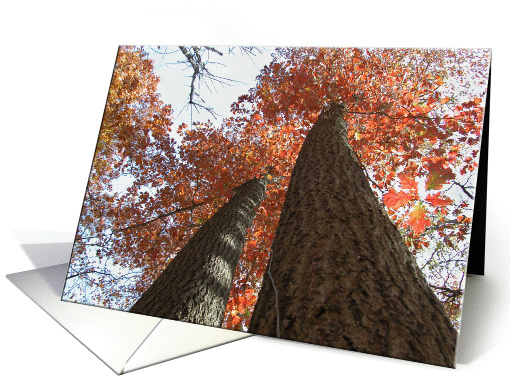 Tall Trees/ Birthday card (205486)