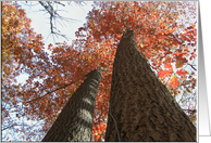 Tall Trees, blank card