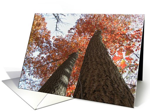 Tall Trees, Thank you card (205490)