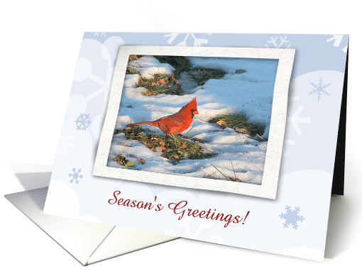 Redbird in the Snow, Season's Greetings, Custom Text card (205546)