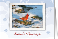 Redbird in the Snow, Season’s Greetings, Custom Text card